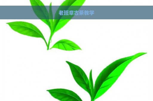 老班章古茶教学