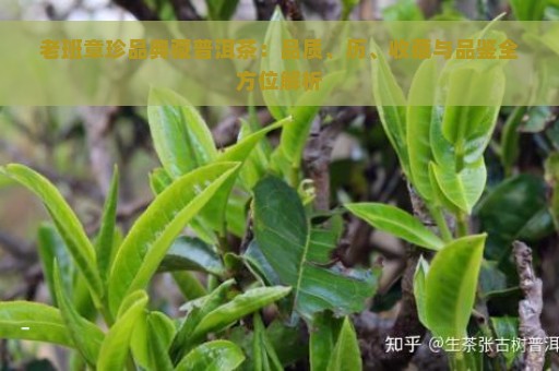 老班章珍品典藏普洱茶：品质、历、收藏与品鉴全方位解析