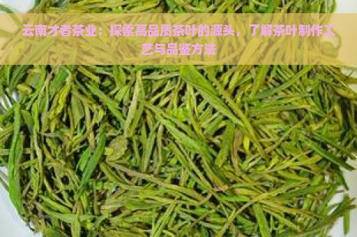 云南才者茶业：探索高品质茶叶的源头，了解茶叶制作工艺与品鉴方法