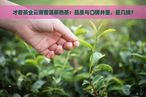 才者茶业云南普洱茶熟茶：品质与口碑并重，是几线？