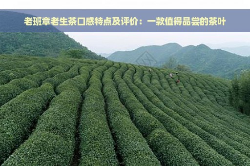 老班章老生茶口感特点及评价：一款值得品尝的茶叶