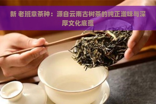 新 老班章茶种：源自云南古树茶的纯正滋味与深厚文化底蕴