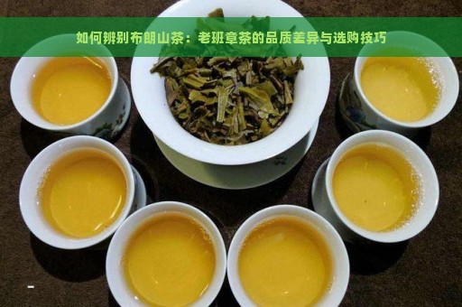 如何辨别布朗山茶：老班章茶的品质差异与选购技巧