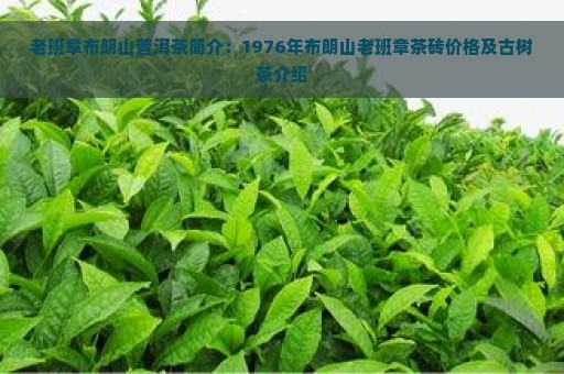 老班章布朗山普洱茶简介：1976年布朗山老班章茶砖价格及古树茶介绍