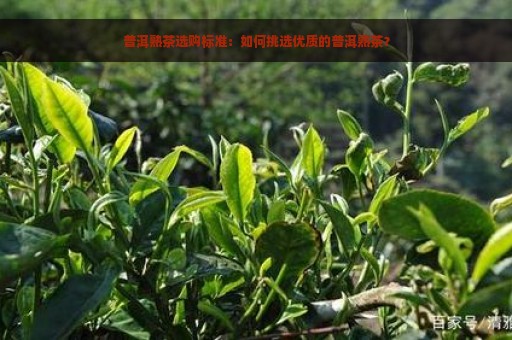 普洱熟茶选购标准：如何挑选优质的普洱熟茶？