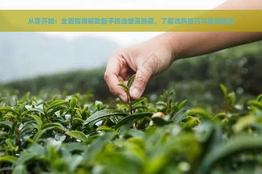 从零开始：全面指南帮助新手挑选普洱熟茶，了解选购技巧与品尝体验