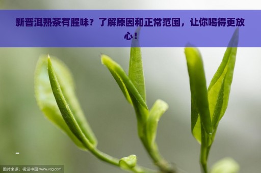 新普洱熟茶有腥味？了解原因和正常范围，让你喝得更放心！