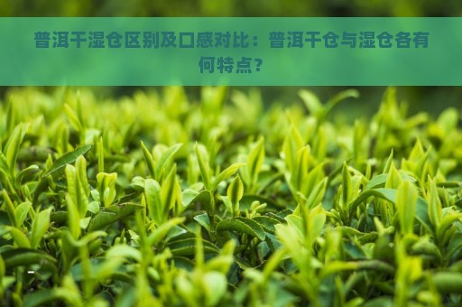 普洱干湿仓区别及口感对比：普洱干仓与湿仓各有何特点？