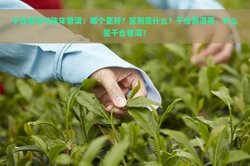 干仓普洱与陈年普洱：哪个更好？区别是什么？干仓普洱茶，什么是干仓普洱？