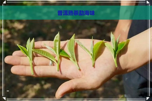 普洱熟茶勐海味