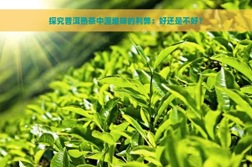 探究普洱熟茶中渥堆味的利弊：好还是不好？