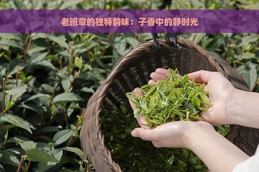 老班章的独特韵味：子香中的静时光