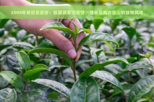 2009年老班章茶饼：收藏级普洱茶饼，源自云南古茶山的独特风味