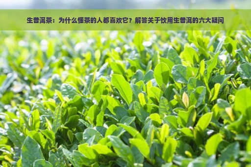 生普洱茶：为什么懂茶的人都喜欢它？解答关于饮用生普洱的六大疑问