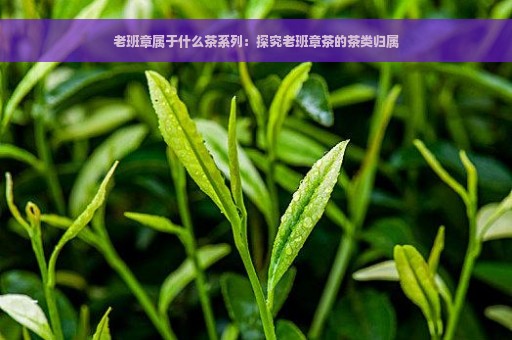 老班章属于什么茶系列：探究老班章茶的茶类归属