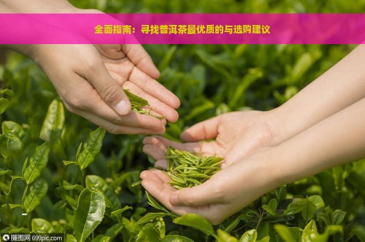 全面指南：寻找普洱茶最优质的与选购建议