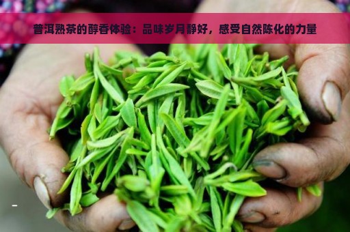 普洱熟茶的醇香体验：品味岁月静好，感受自然陈化的力量