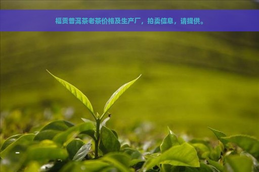 福贡普洱茶老茶价格及生产厂，拍卖信息，请提供。