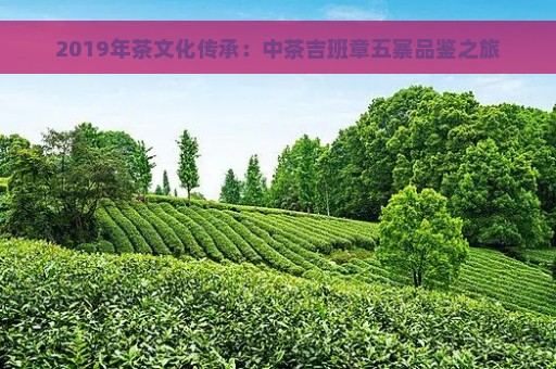 2019年茶文化传承：中茶吉班章五寨品鉴之旅