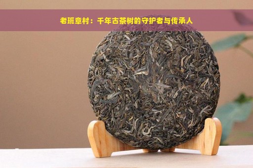 老班章村：千年古茶树的守护者与传承人