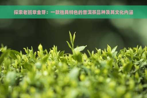 探索老班章金芽：一款独具特色的普洱茶品种及其文化内涵