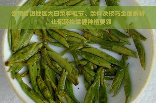 云南普洱地区大白菜种植节、条件及技巧全面解析，让你轻松掌握种植要领