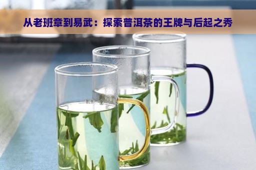 从老班章到易武：探索普洱茶的王牌与后起之秀