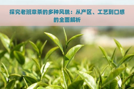 探究老班章茶的多种风貌：从产区、工艺到口感的全面解析