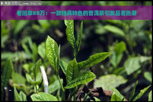 老班章88万：一款独具特色的普洱茶引发品茗热潮