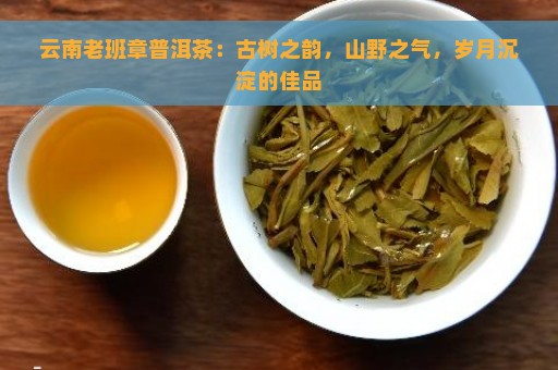 云南老班章普洱茶：古树之韵，山野之气，岁月沉淀的佳品