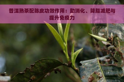 普洱熟茶配陈皮功效作用：助消化、降脂减肥与提升免疫力