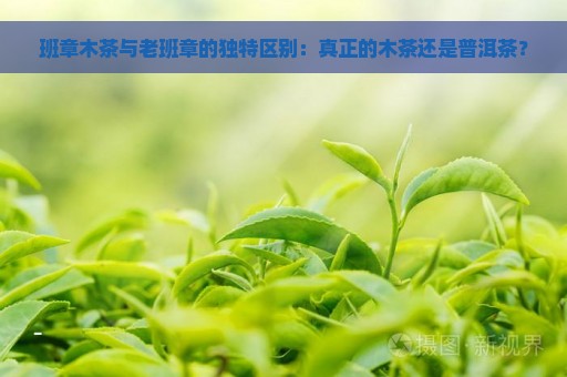 班章木茶与老班章的独特区别：真正的木茶还是普洱茶？