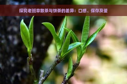 探究老班章散茶与饼茶的差异：口感、保存及鉴