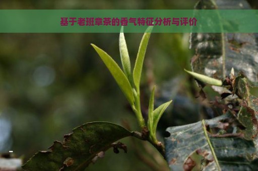 基于老班章茶的香气特征分析与评价