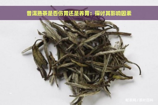 普洱熟茶是否伤胃还是养胃：探讨其影响因素