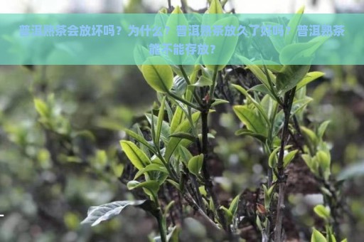 普洱熟茶会放坏吗？为什么？普洱熟茶放久了好吗？普洱熟茶能不能存放？