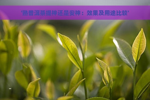 '熟普洱茶提神还是安神：效果及用途比较'