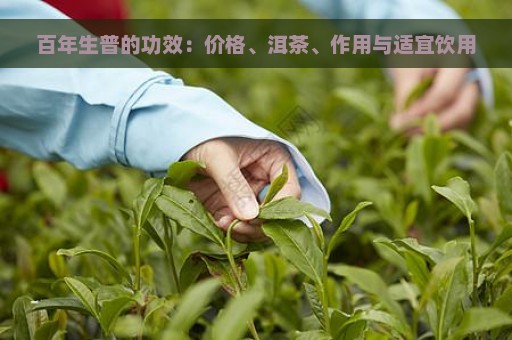 百年生普的功效：价格、洱茶、作用与适宜饮用