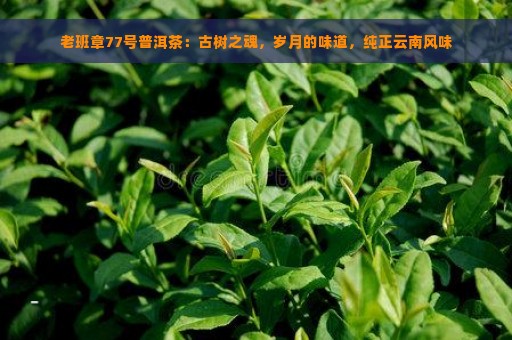 老班章77号普洱茶：古树之魂，岁月的味道，纯正云南风味