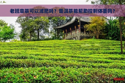 老班章茶可以减肥吗？普洱茶能帮助控制体重吗？