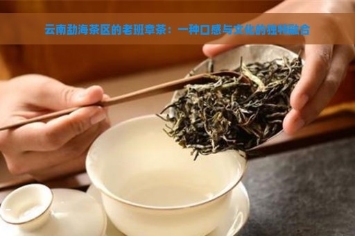 云南勐海茶区的老班章茶：一种口感与文化的独特融合