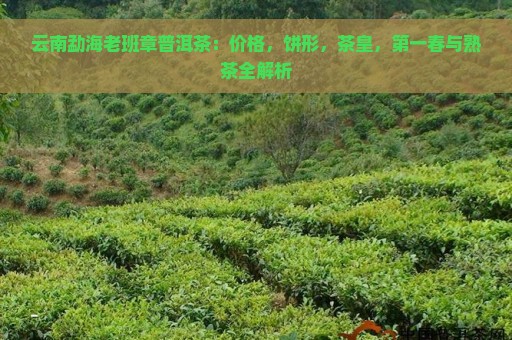 云南勐海老班章普洱茶：价格，饼形，茶皇，第一春与熟茶全解析