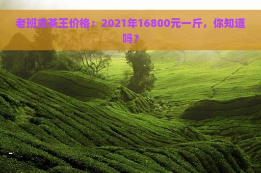 老班章茶王价格：2021年16800元一斤，你知道吗？