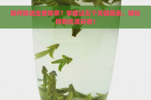 如何挑选生普新茶？掌握这五个关键因素，轻松辨别优质好茶！