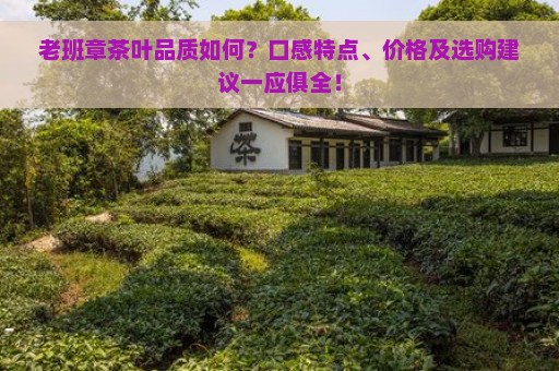 老班章茶叶品质如何？口感特点、价格及选购建议一应俱全！