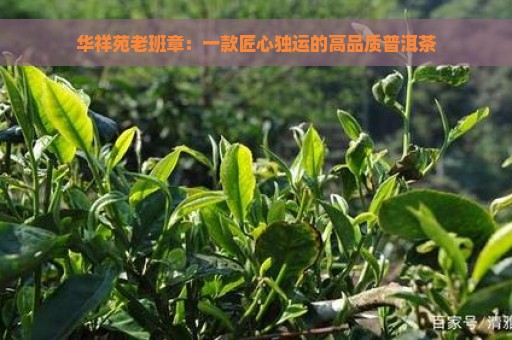 华祥苑老班章：一款匠心独运的高品质普洱茶