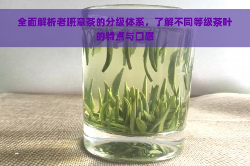 全面解析老班章茶的分级体系，了解不同等级茶叶的特点与口感