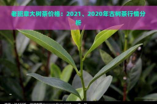 老班章大树茶价格：2021、2020年古树茶行情分析