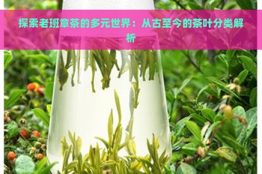 探索老班章茶的多元世界：从古至今的茶叶分类解析