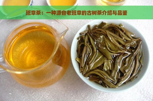 班章茶：一种源自老班章的古树茶介绍与品鉴